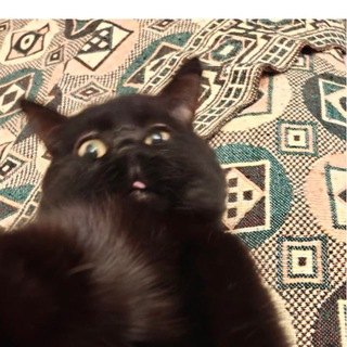 Скуфский каганат и любители Шершавого