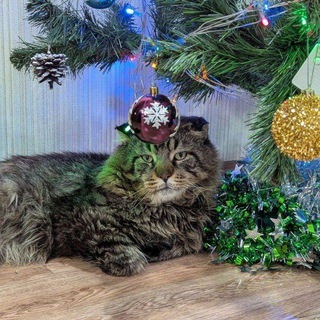 слава букер/ президент рэпа +18