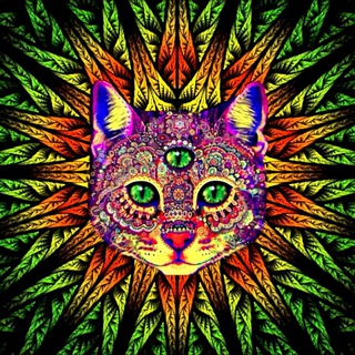 Славянская Аяваска | Аяхуаска | Аяуаска | Буфо Альвариус | Камбо | Сан-Педро