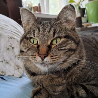 Слишком ценный мех