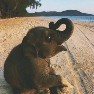 слон расскажет