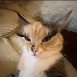 aрина exclusive.ᐟ