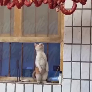 Смех и Юмор!!!!!