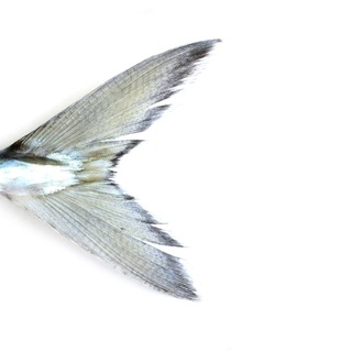 Пахнет рыбкой