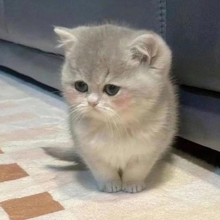 люблю котиков и тебя