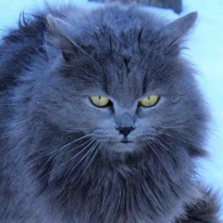 Смешные пушистики | кошки и собаки