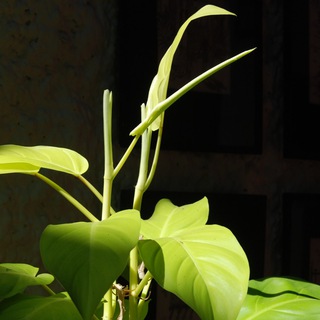 Смешные метафоры для серьёзных людей, а также анекдоты и афоризмы со смыслом.