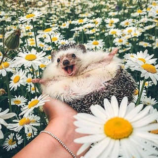 Смешные афоризмы