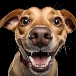 Смешная Собака