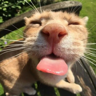 Смешные Видосики