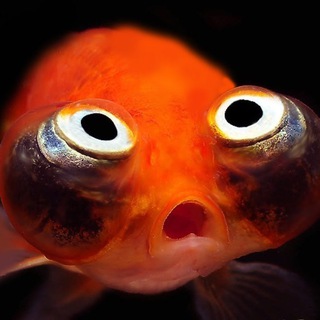 ПОДВОДНЫЙ МИР🪸