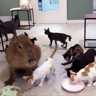 Аморальный Высер 🏴‍☠