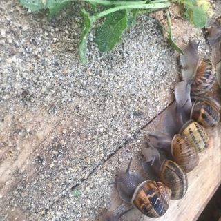 Улиточная ферма в Удмуртии