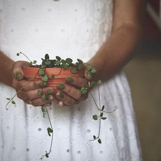 Зеленый Дом Драконов