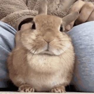 Унитаз Сникерса