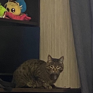 Рай Простит