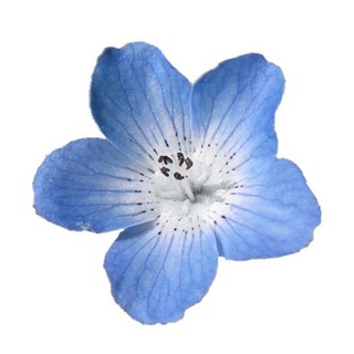 цвету и пахну