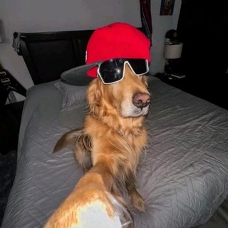 СОБАЧЬЯ БУДКА