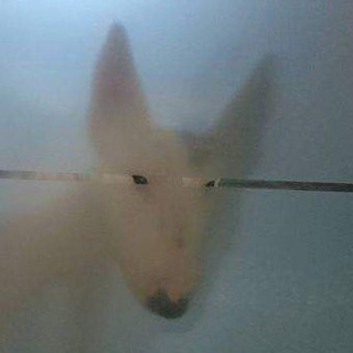 Человек собаке друг