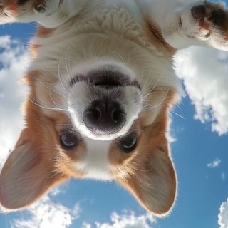 Песики курносики