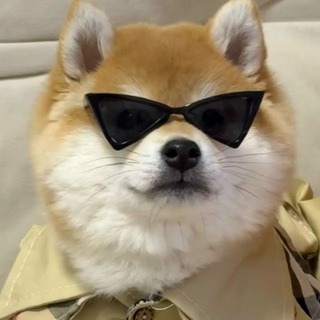 Собачки Смешные Видео