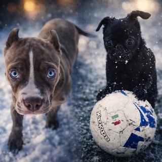 Собачий дневник 📔 🐕‍🦺🦮🐶🐾