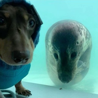 Sobakablin🪼🌫️