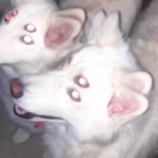 Псяка какая-то