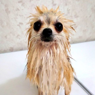 Собакеч | Собаки