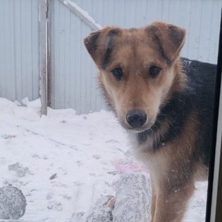 Про собак. Стрежевой