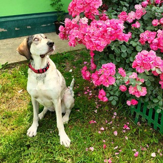 Собаки в дар рулят 🐶