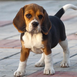 Собаки Мемы Смешные видео