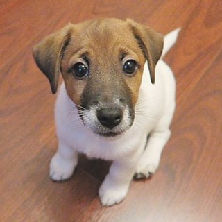 Только собаки Узбекистан🐶