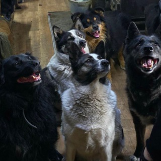 Воркутинский приют для собак.