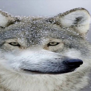 Соционические волки | Σ квадра