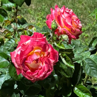 Цветы в Сокольниках🪴🌷💐