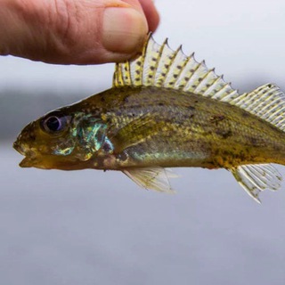 Сенежский ёрш