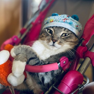 Sonik_cat_meow кот Соник