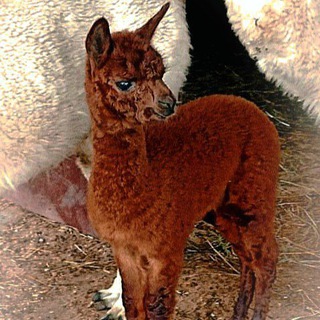 Первые впечатления