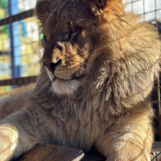 Зоопарк в селе Придорожное,ДНР