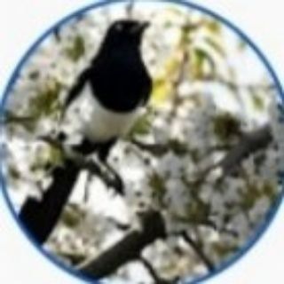 Сорока на хвосте принесла..