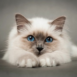 Сортир Жижика 🤠