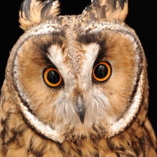 Совам тоже больно