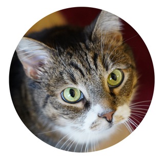 Советник из КГИОП