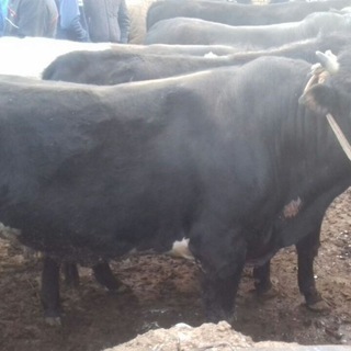 🍀✨🥋SEvaRa OpaNg qAttA🥋✨🍀