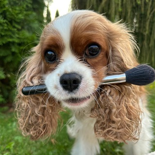 Кавалерия🐶