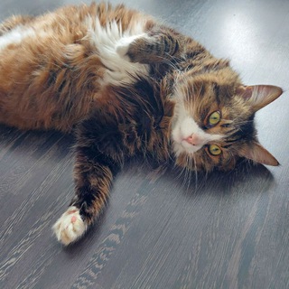 КОТриархат 🐈‍⬛️