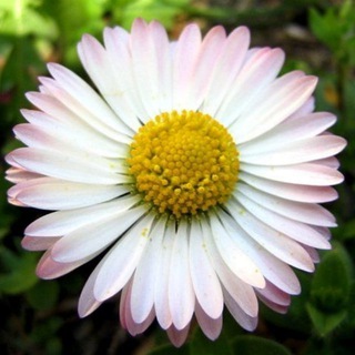 Что-то на маргаритянском