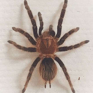 Пауки птицееды и другие