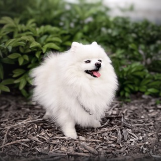 Снежный шпиц